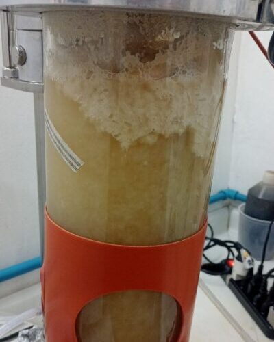 Cultivos Aspergillus oryzae